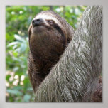 Three Toed  Sloth Poster