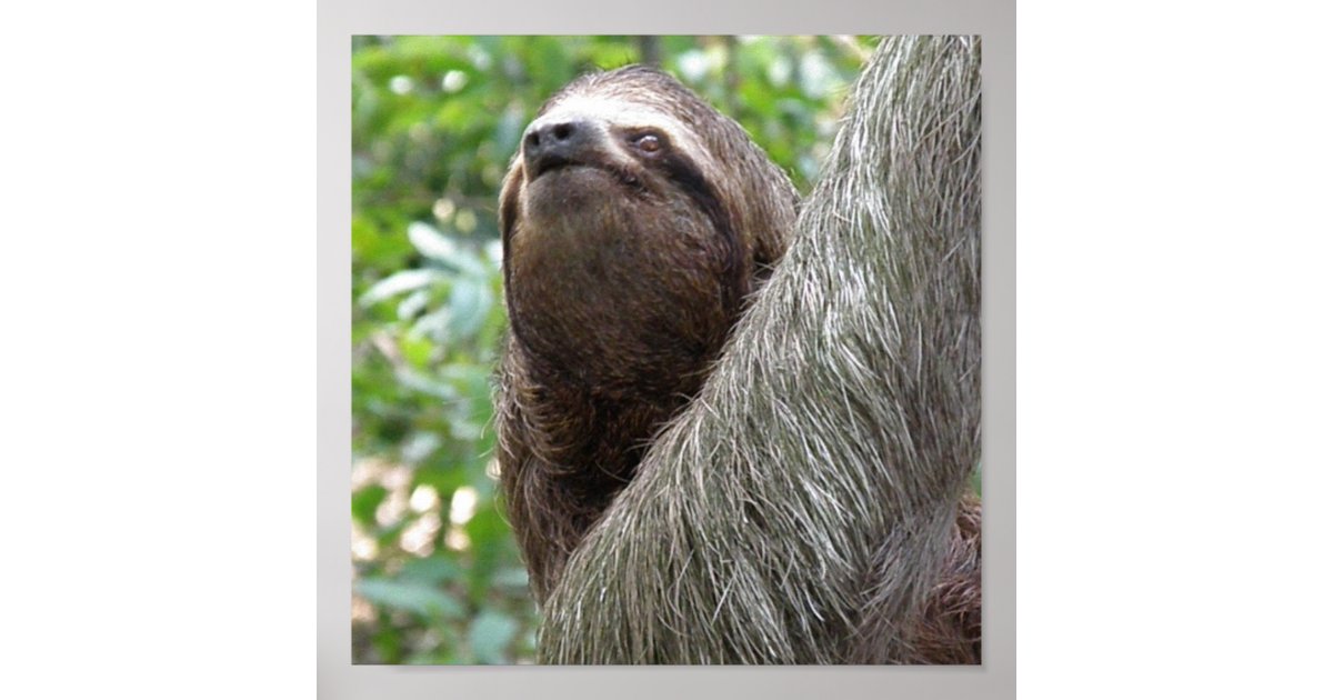 Three Toed Sloth Poster | Zazzle