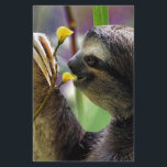 Three-Toed Tree Sloth<br><div class="desc">The three-toed Sloth are medium-sized mammals belonging to the families Megalonychidae (two-toed sloth) and Bradypodidae (three-toed sloth), classified into six species. They are part of the order Pilosa as well as are therefore related to anteaters, that support a similar set of particular claws. Extant sloths are arboreal (tree-dwelling) residents of...</div>