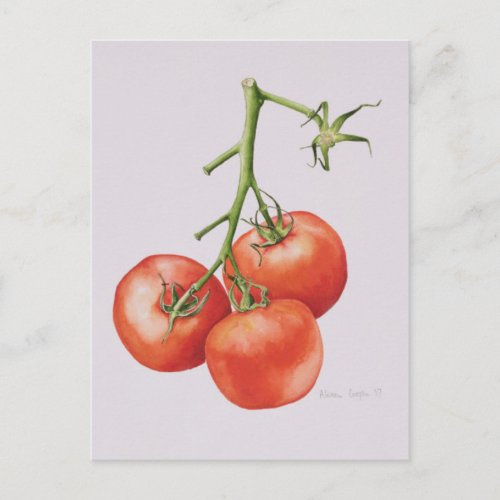 Three Tomatoes on the Vine 1997 Postcard