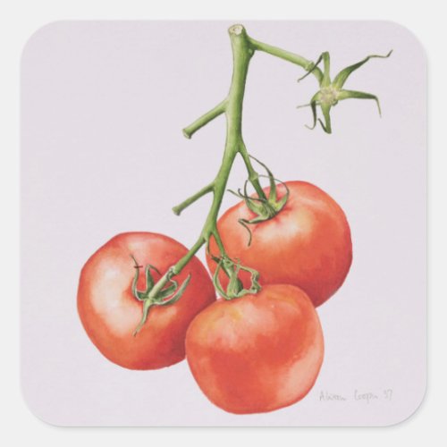 Three Tomatoes on the Vine 1997 Square Sticker