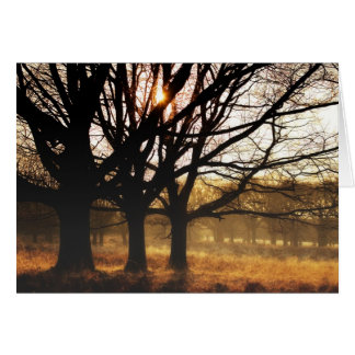 Three Trees Cards