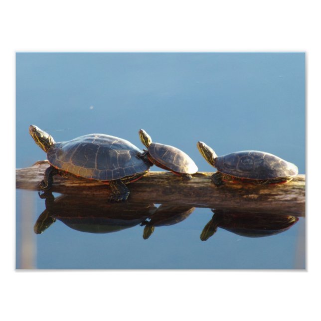 Three Turtles on a Log Photo Enlargement (Front)