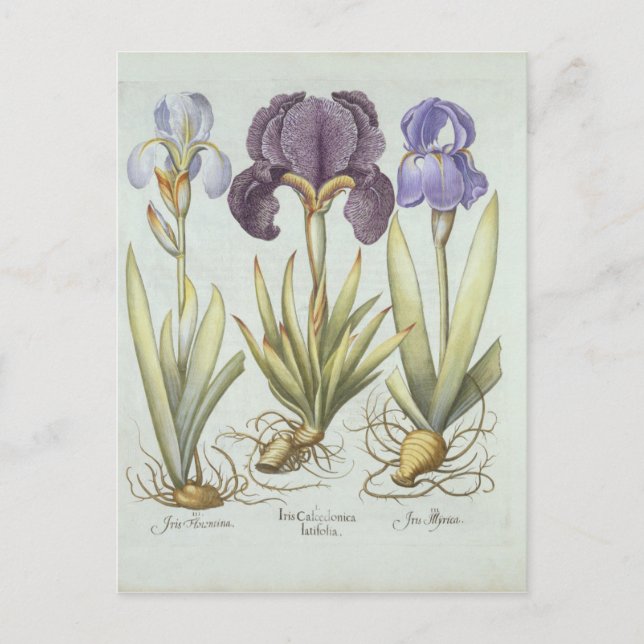 Three Varieties of Rhizomatous Beardless Irises Postcard (Front)