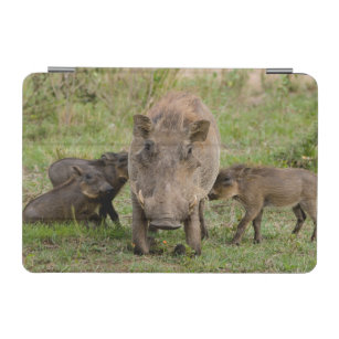 Three Warthog Piglets Suckle On Their Mother iPad Mini Cover
