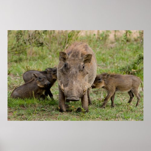 Three Warthog Piglets Suckle On Their Mother Poster