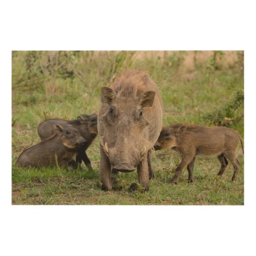 Three Warthog Piglets Suckle On Their Mother Wood Wall Art