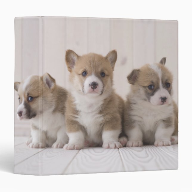 Three Welsh Corgi 3 Ring Binder (Front/Spine)