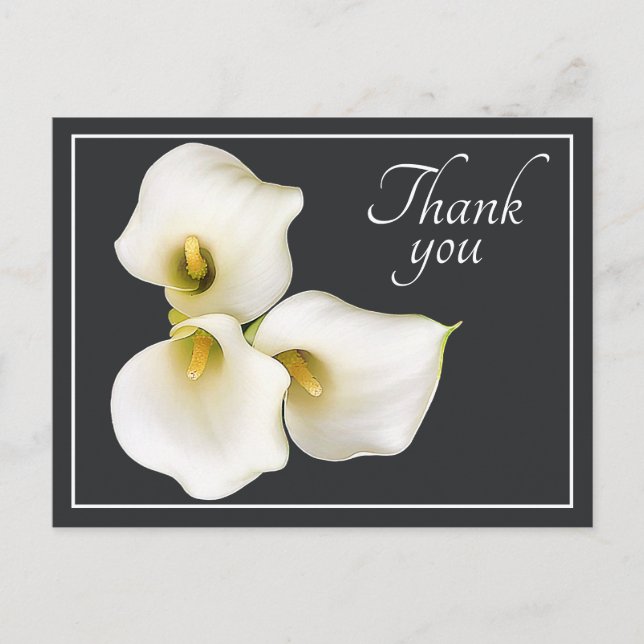 Three White Calla Lilies Gray Backdrop Thank You Postcard (Front)