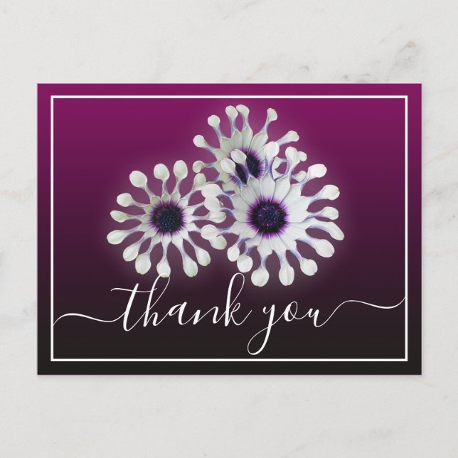 Three White Daisies Purple Background Thank You Postcard (Front)