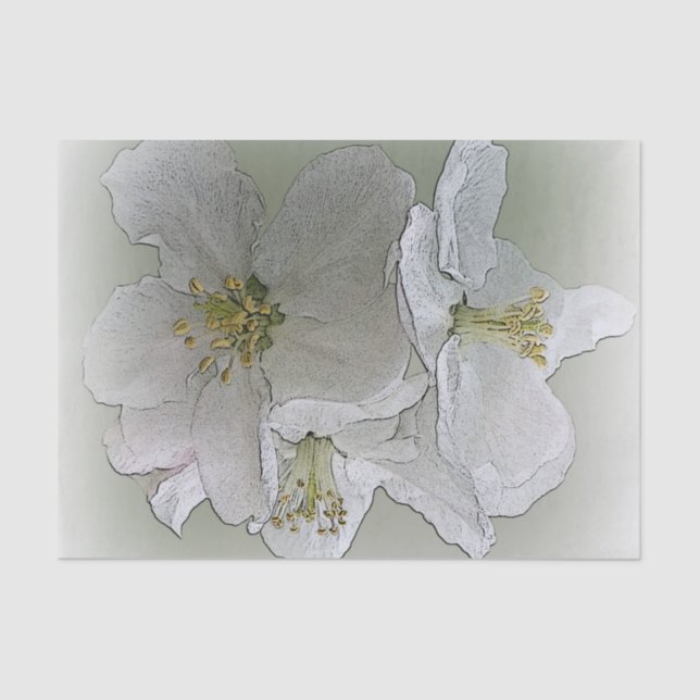three white flowers tissue paper (Front)