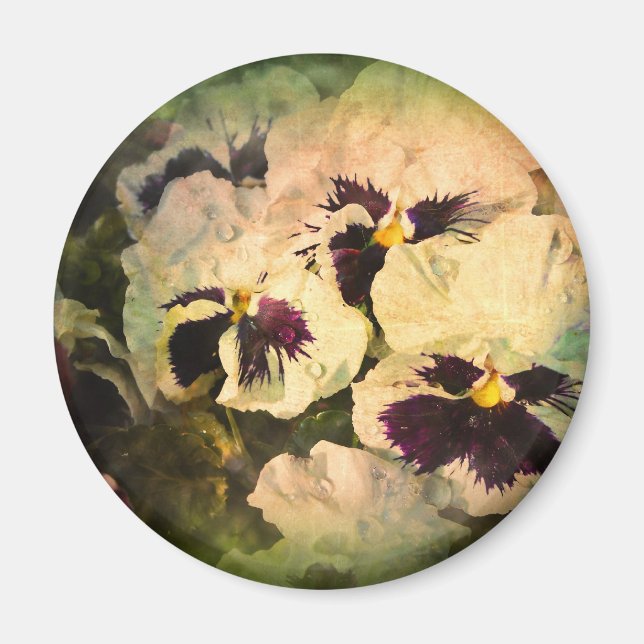 Three White Pansies (textured) Magnet (Front)