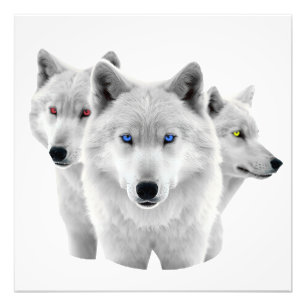 Three White Wolves Photo Print