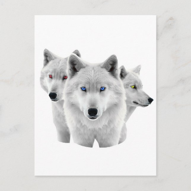 Three White Wolves Postcard (Front)