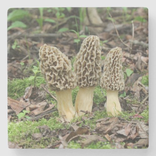 Three wild morel mushrooms in the woods stone coaster