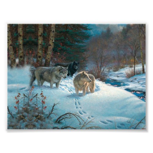 three wolves in the Winter Forest Photo Print