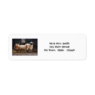 Three Wooley Sheep In A Barn or Farm Label