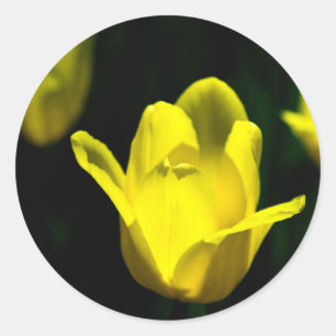 Three Yellow Tulips Classic Round Sticker