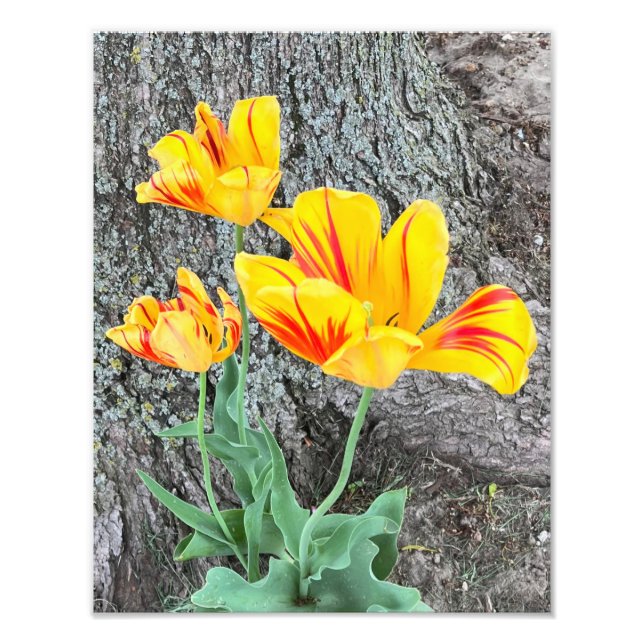 Three Yellow Tulips Sequel / Photo Print (Front)
