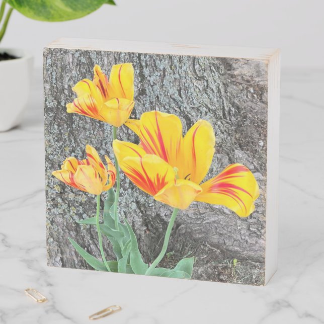 Three Yellow Tulips Sequel / Wooden Box Sign (In Situ Horizontal)