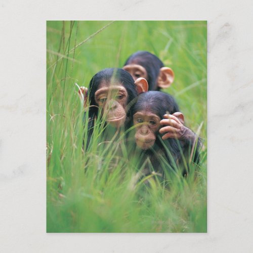 Three young Chimpanzees Pan troglodytes in Postcard