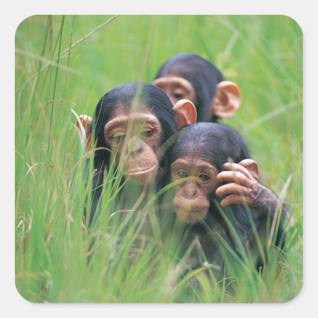 Three young Chimpanzees (Pan troglodytes) in Square Sticker (Front)
