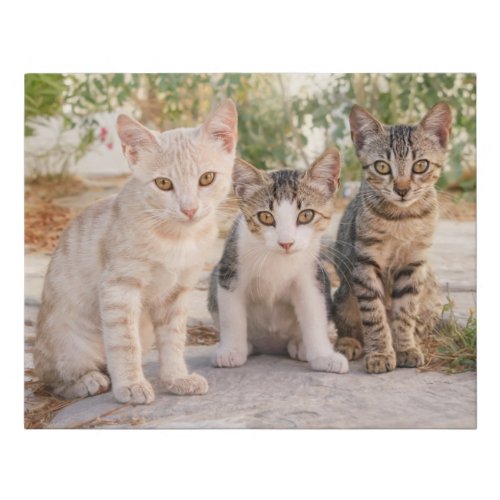 Three young cute cat kittens sit friendly together faux canvas print