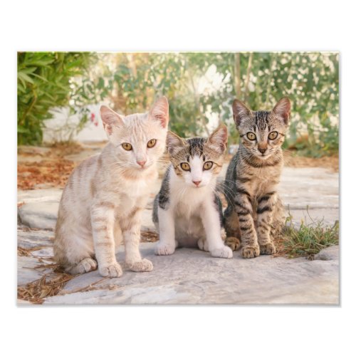 Three young cute cat kittens sit friendly together photo print