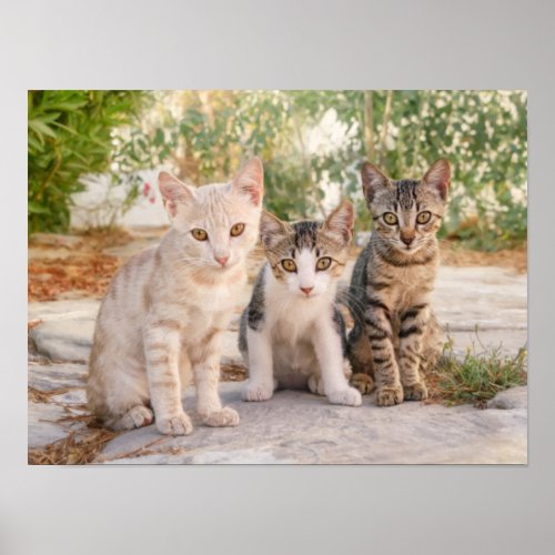 Three young cute cat kittens sit friendly together poster