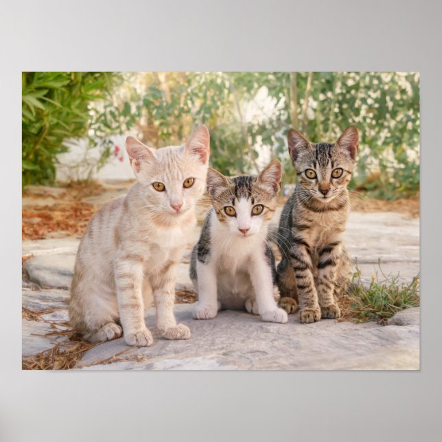 Three young cute cat kittens sit friendly together poster (Front)