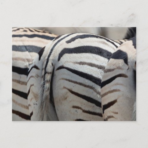 Three zebra tails and behinds postcard