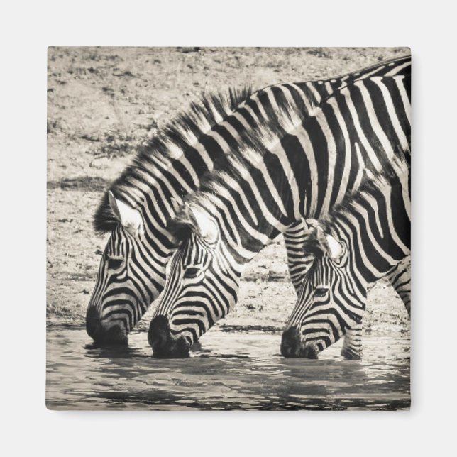 Three Zebras Drinking Magnet (Front)