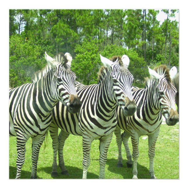 Three Zebras in Meadow View Photo Print (Front)