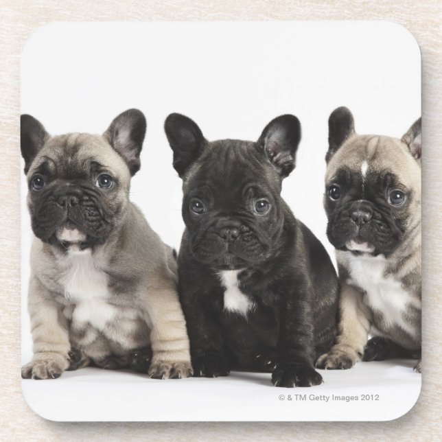 Threee Pedigree Puppies Beverage Coaster (Front)