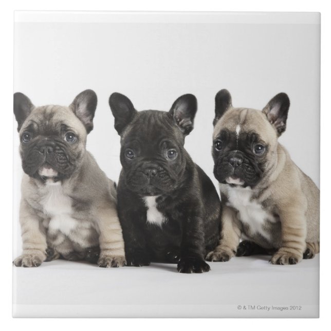 Threee Pedigree Puppies Ceramic Tile (Front)