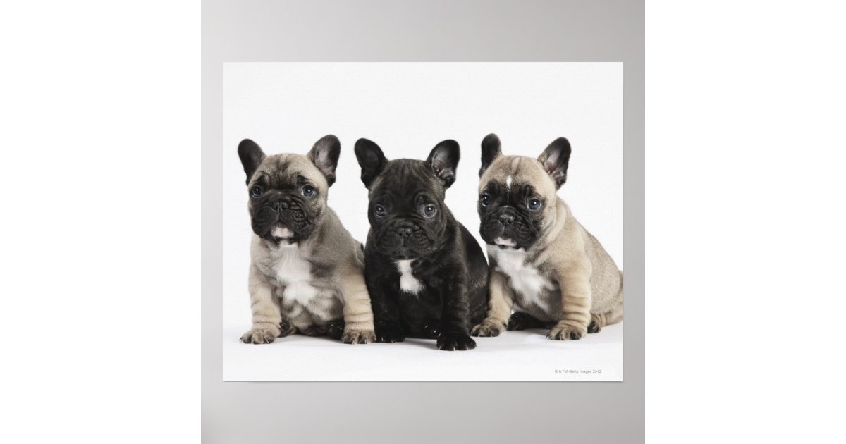 Threee Pedigree Puppies Poster | Zazzle