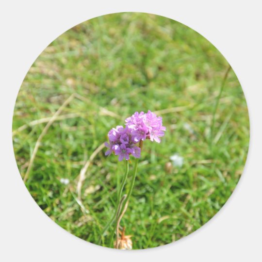 Thrift, Sea Pink Classic Round Sticker