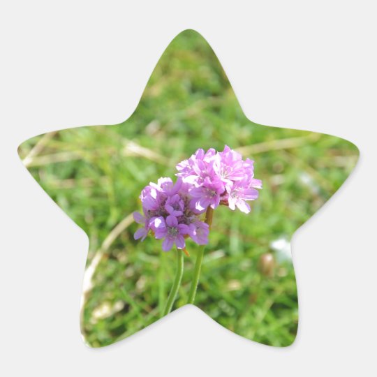 Thrift, Sea Pink Star Sticker