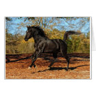 Through the Autumn leaves