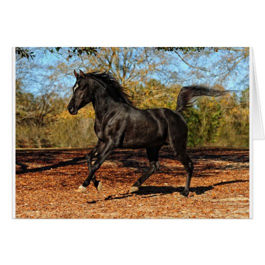 Through the Autumn leaves (Front Horizontal)