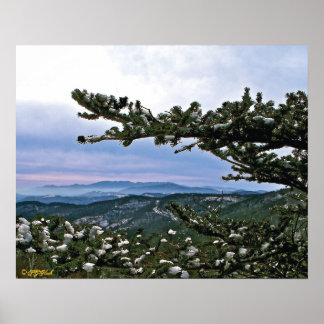 Through the Boughs of a Pine Poster