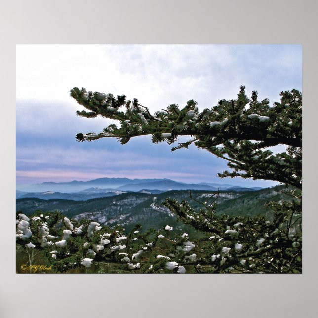 Through the Boughs of a Pine Poster (Front)