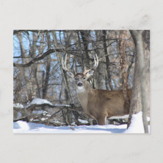 THROUGH THE DEEP SNOW POSTCARD