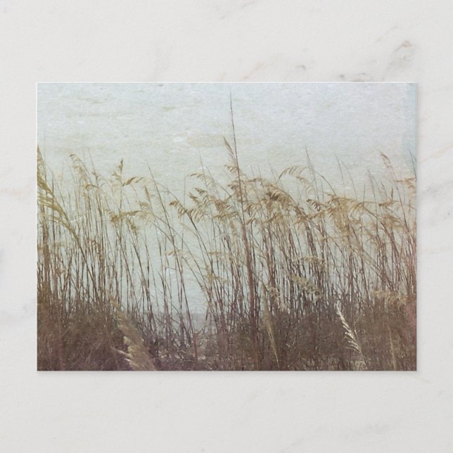 Through the Dunes II Postcard (Front)