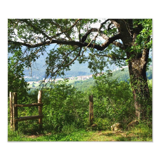 Through the Foliage Photo Print (Front)
