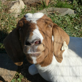 Throw Pillow With Picture Of Goat