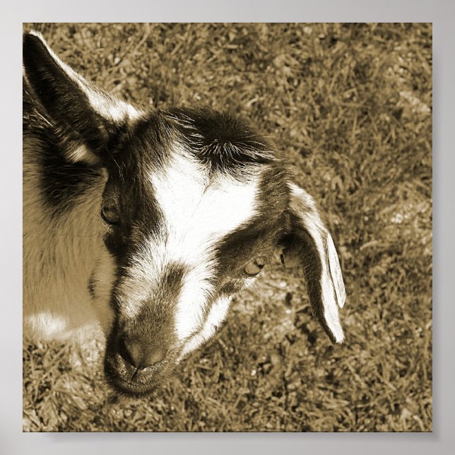 Thumblina the Goat Poster (Front)