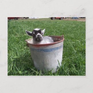 Thumbnail Goat in a Bucket Postcard