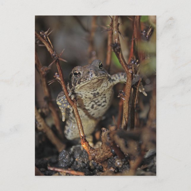 Thumbs Down Postcard (Front)