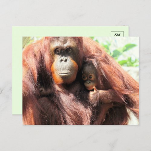 Thumbs Up Orangutan Mom and Baby Postcard